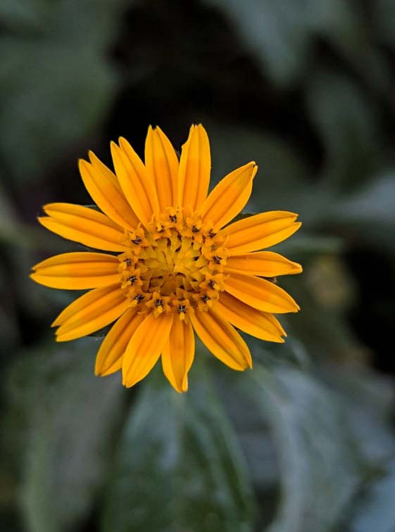 Arnica